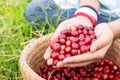 Red cherry coffee bean in hands Royalty Free Stock Photo