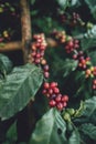 Red cherry coffee beans Arabica In nature Royalty Free Stock Photo