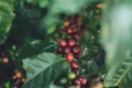 Red cherry coffee beans Arabica In nature