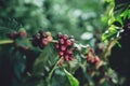 Red cherry coffee beans Arabica In nature