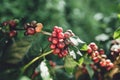 Red cherry coffee beans Arabica In nature Royalty Free Stock Photo