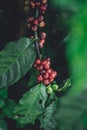 Red cherry coffee beans Arabica In nature Royalty Free Stock Photo