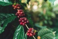 Red cherry coffee beans Arabica In nature Royalty Free Stock Photo