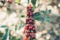 Red cherry coffee beans Arabica In nature Royalty Free Stock Photo