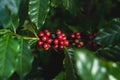 Red cherry coffee beans Fresh and natural Royalty Free Stock Photo