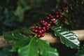 Red cherry coffee beans Fresh and natural Royalty Free Stock Photo