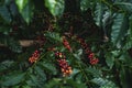 Red cherry coffee beans Fresh and natural Royalty Free Stock Photo