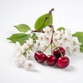 Red cherry, delicious juicy appetizing berries and tender white cherry flowers, close-up isolated on white, for advertising