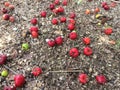 Red cherry drops under the tree.