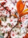 Red cherry flowers Royalty Free Stock Photo