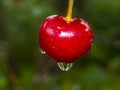 Red cherry fruit berry with rain water drops Royalty Free Stock Photo