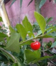 Red cherry fruit with Indian small cherry tree. Royalty Free Stock Photo