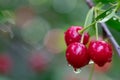 Red cherry fruits on the branch with rain drops in the summertime Royalty Free Stock Photo