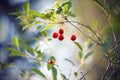 Red cherry fruits hang on a thin curved branch with green leaves Royalty Free Stock Photo