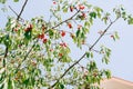 Red cherry fruits on tree branches. Ripe berries among the foliage. Royalty Free Stock Photo