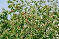 Red cherry fruits on tree branches. Ripe berries among the foliage. Royalty Free Stock Photo