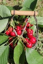 Red cherry and hand basket Royalty Free Stock Photo