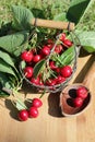 Red cherry and hand basket Royalty Free Stock Photo