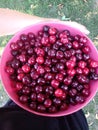 Red cherry harvest - a bowl full of fruit