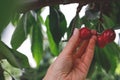 Red Cherry on a huge cherrytree, green red