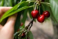 Red Cherry on a huge cherrytree, green red