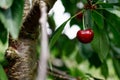 Red Cherry on a huge cherrytree, green red