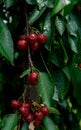 Red Cherry on a huge cherrytree, green red