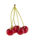 Red cherry isolated on white background close up Royalty Free Stock Photo