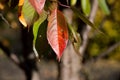 Red cherry leaf against blurred tree and green leaves in autumn Royalty Free Stock Photo