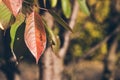 Red cherry leaf against blurred tree and green leaves in autumn Royalty Free Stock Photo