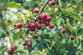 Red cherry plum on a branch in garden. Ripe fruits on tree in summer. Selective focus. Beautiful bokeh. Myrobalan plum berries and Royalty Free Stock Photo