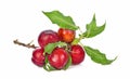 Red cherry plum with green leaves isolated on white background Royalty Free Stock Photo