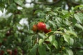 Red cherry plums on a tree branch with green leaves Royalty Free Stock Photo