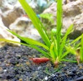 Red Cherry Shrimp Royalty Free Stock Photo