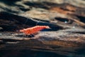 A red cherry shrimp eating some algae Royalty Free Stock Photo