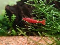 Red Cherry shrimp on java moss Royalty Free Stock Photo