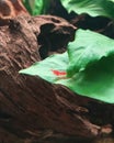 Red Cherry shrimp on leaf Royalty Free Stock Photo