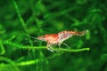 Red Cherry Shrimp on a moss Royalty Free Stock Photo