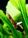 Red Cherry Shrimp perched on a leaf Royalty Free Stock Photo