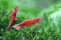 Red cherry shrimp Royalty Free Stock Photo