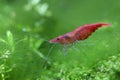 Red cherry shrimp Royalty Free Stock Photo