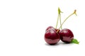 Red cherry with stalk and leaf isolated on white background. Ripe red sweet cherry. Sweet and juicy organic cherry. Fresh fruit