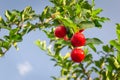 Red cherry Thai or Acerola cherries fruit on the tree, high vitamin C and antioxidant fruits. Royalty Free Stock Photo