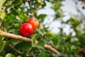 Red cherry Thai or Acerola cherries fruit on the tree, high vitamin C and antioxidant fruits. Royalty Free Stock Photo