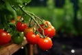 red cherry tomato growing on vine