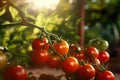 red cherry tomato growing on vine