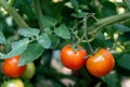 red cherry tomatoes on a branch. Ripe red small tomatoes grow on a branch in a greenhouse. A variety of cherry tomatoes Royalty Free Stock Photo