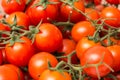 Red Cherry Tomatoes On Green Vine Royalty Free Stock Photo