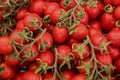 Red cherry tomatoes on green vine Royalty Free Stock Photo