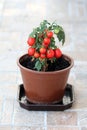 Red cherry tomatoes growing on single tomato plant planted in dark brown flower pot ready for picking and eating from homemade Royalty Free Stock Photo